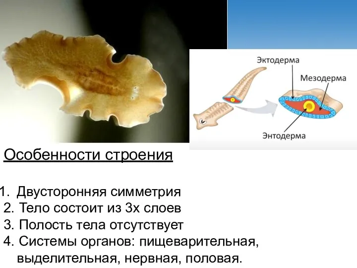 6. Системы органов (пс, вс, нс, пол с) Особенности строения Двусторонняя