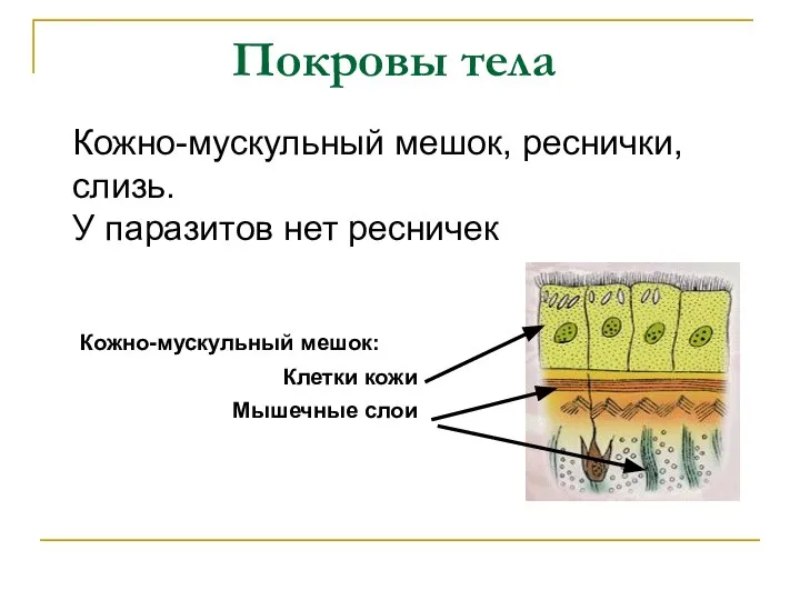 Покровы тела Кожно-мускульный мешок, реснички, слизь. У паразитов нет ресничек