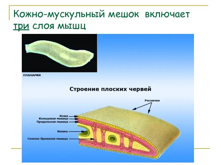 Кожно-мускульный мешок включает три слоя мышц