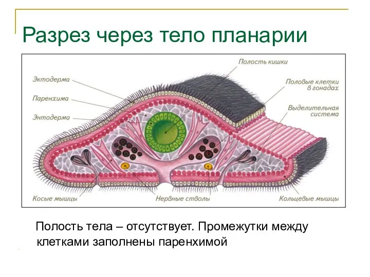 Разрез через тело планарии Полость тела – отсутствует. Промежутки между клетками заполнены паренхимой