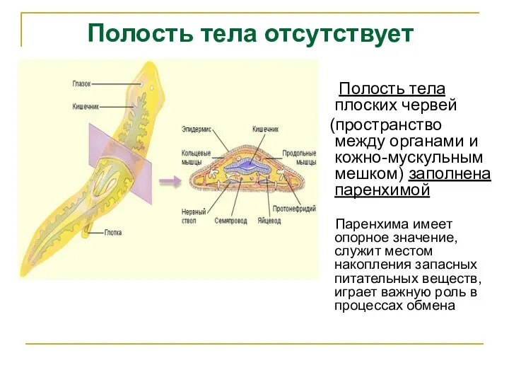 Полость тела плоских червей (пространство между органами и кожно-мускульным мешком) заполнена