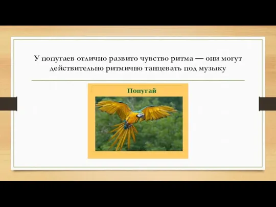 У попугаев отлично развито чувство ритма — они могут действительно ритмично танцевать под музыку