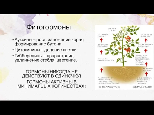 Фитогормоны Ауксины – рост, заложение корня, формирование бутона. Цитокинины – деление