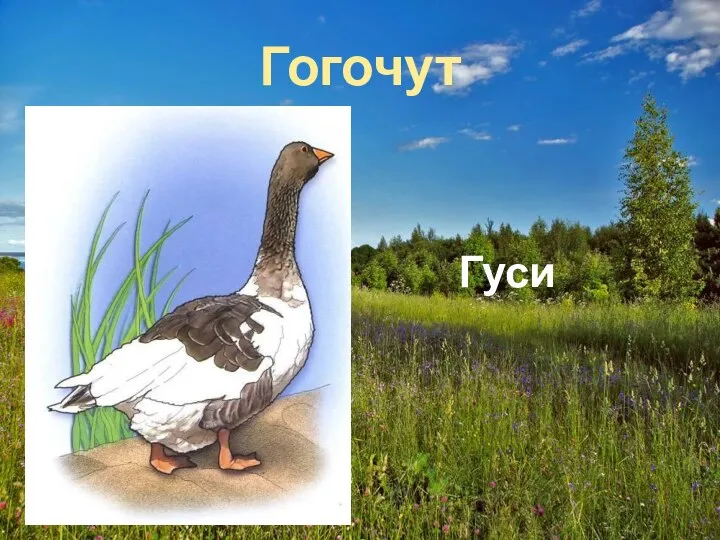 Гогочут Гуси