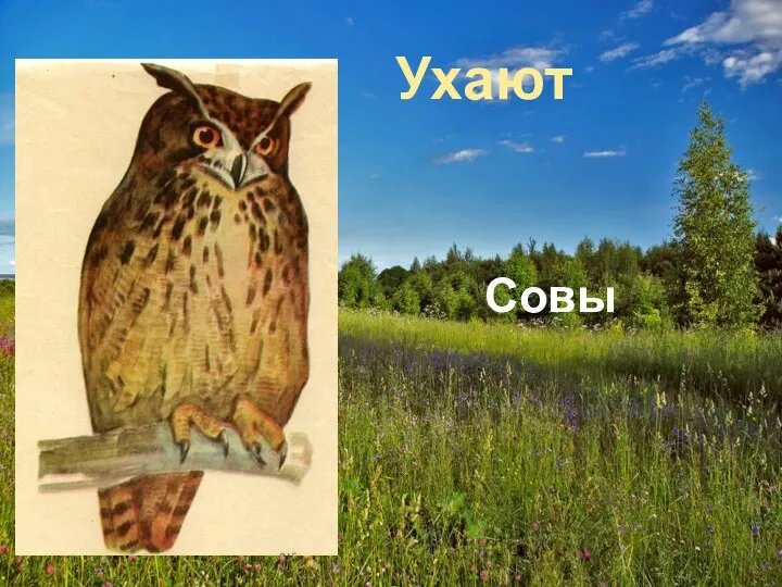 Ухают Совы