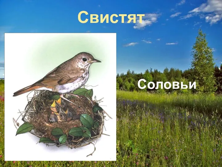 Свистят Соловьи