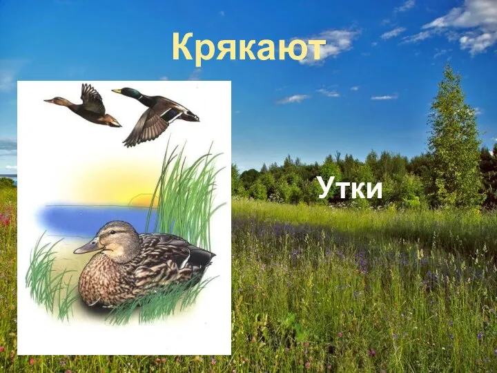 Крякают Утки