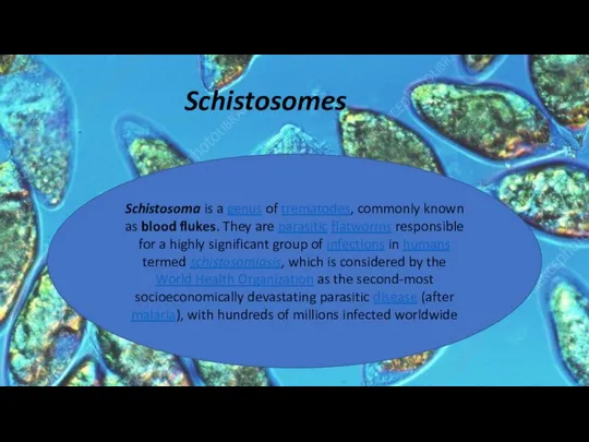 Schistosomes Schistosoma is a genus of trematodes, commonly known as blood