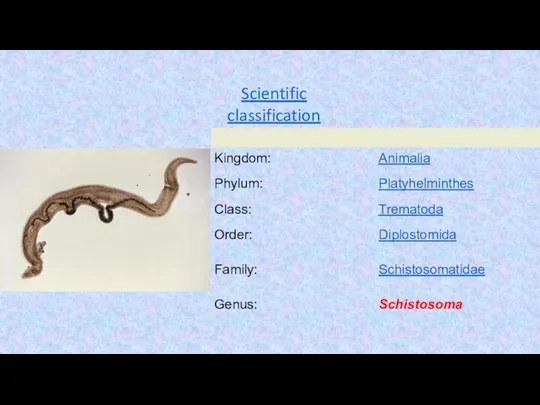 Scientific classification