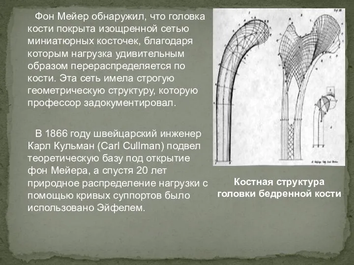 Фон Мейер обнаружил, что головка кости покрыта изощренной сетью миниатюрных косточек,