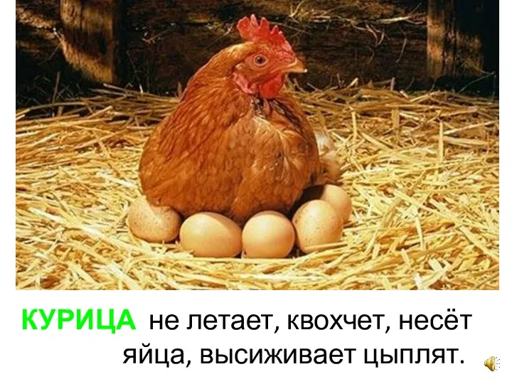 КУРИЦА не летает, квохчет, несёт яйца, высиживает цыплят.