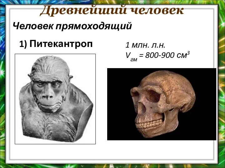 Древнейший человек 1 млн. л.н. Vгм = 800-900 см3 Человек прямоходящий 1) Питекантроп