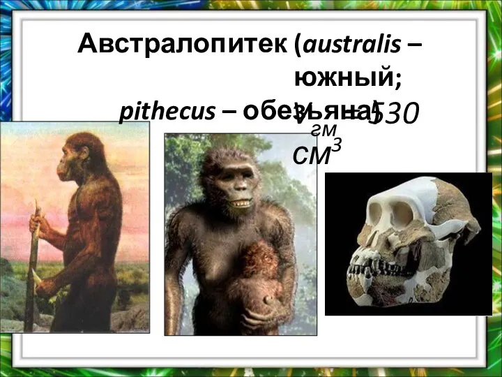 Австралопитек (australis – южный; pithecus – обезьяна) Vгм = 530 см3