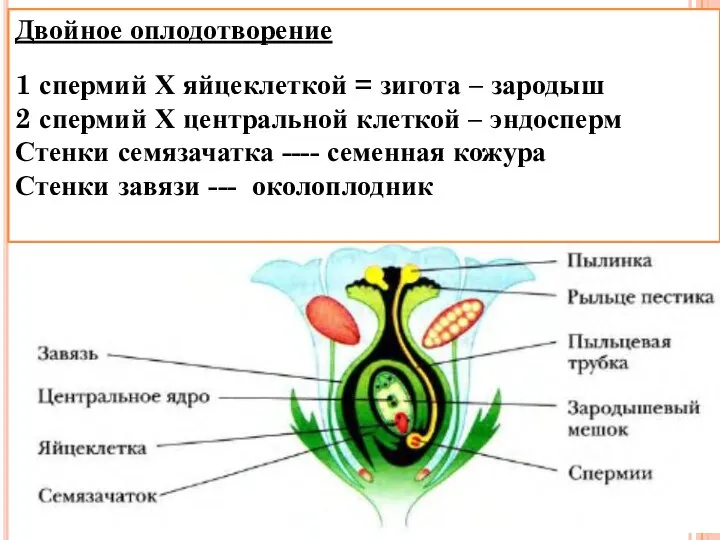 Двойное оплодотворение 1 спермий Х яйцеклеткой = зигота – зародыш 2