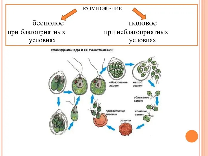 РАЗМНОЖЕНИЕ бесполое половое при благоприятных при неблагоприятных условиях условиях
