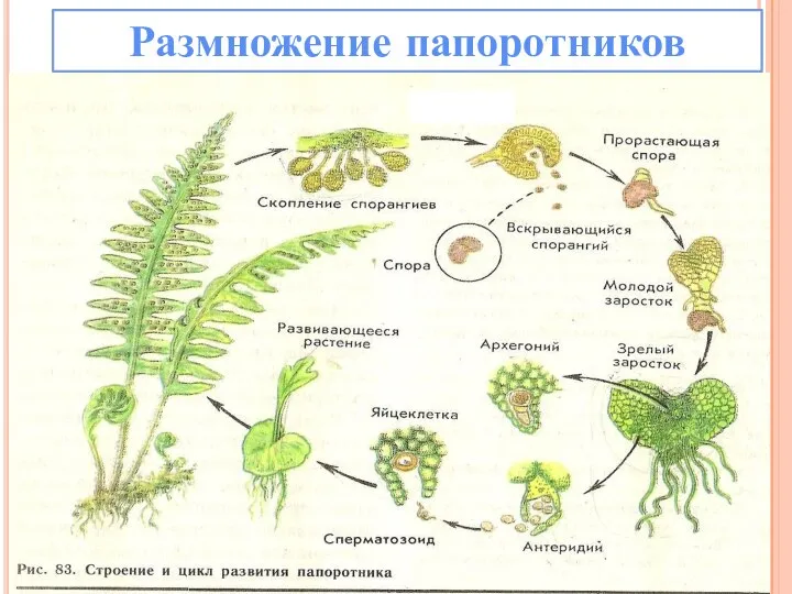 Размножение папоротников