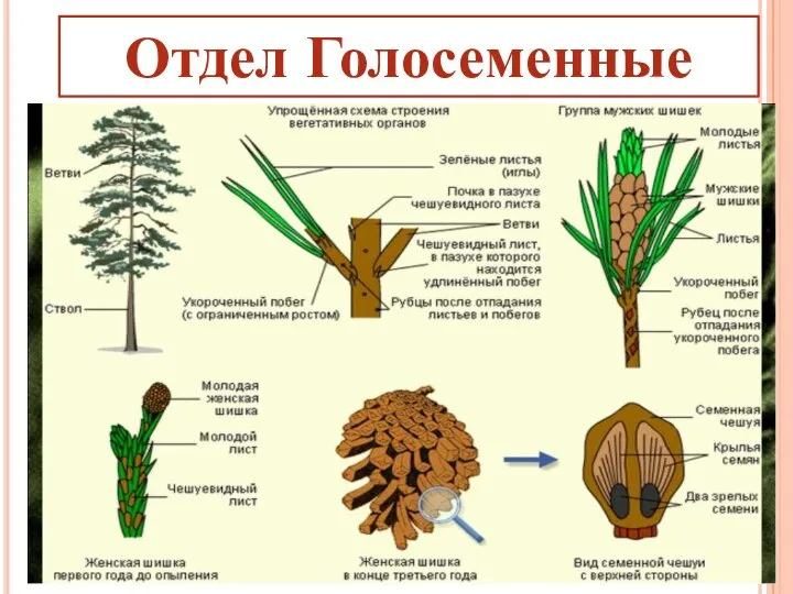 Отдел Голосеменные