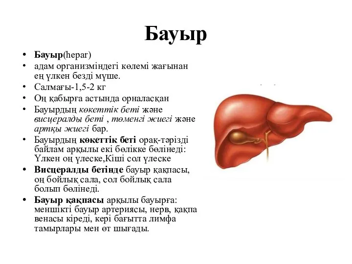 Бауыр Бауыр(hepar) адам организміндегі көлемі жағынан ең үлкен безді мүше. Салмағы-1,5-2