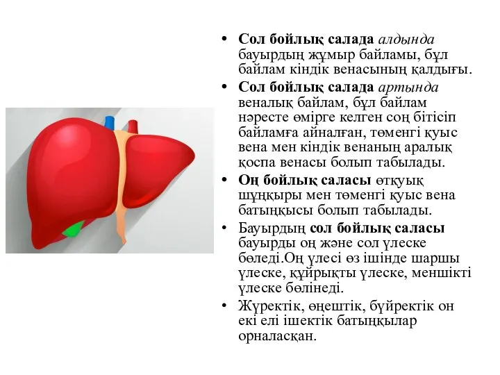 Сол бойлық салада алдында бауырдың жұмыр байламы, бұл байлам кіндік венасының