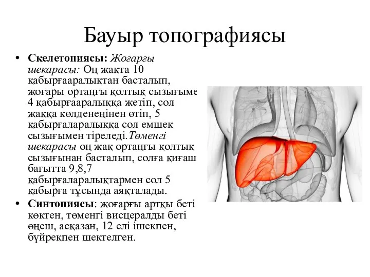 Бауыр топографиясы Скелетопиясы: Жоғарғы шекарасы: Оң жақта 10 қабырғааралықтан басталып, жоғары