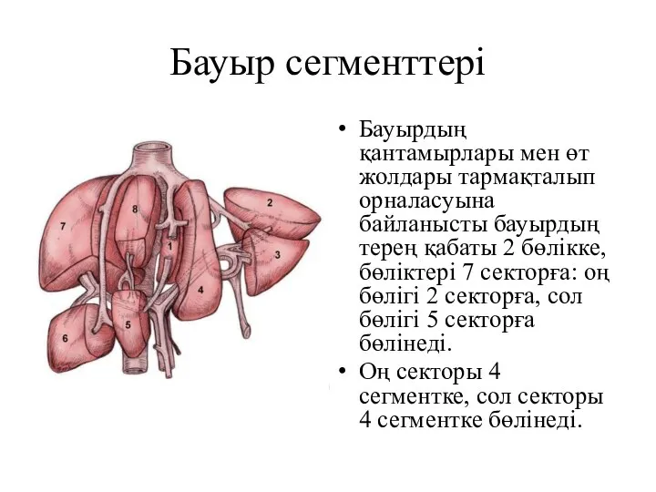 Бауыр сегменттері Бауырдың қантамырлары мен өт жолдары тармақталып орналасуына байланысты бауырдың