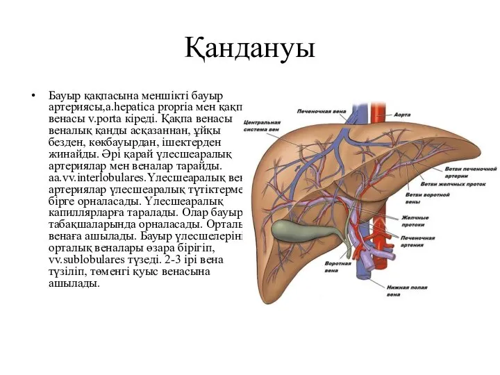 Қандануы Бауыр қақпасына меншікті бауыр артериясы,a.hepatica propria мен қақпа венасы v.porta