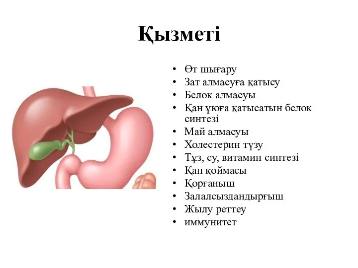 Қызметі Өт шығару Зат алмасуға қатысу Белок алмасуы Қан ұюға қатысатын