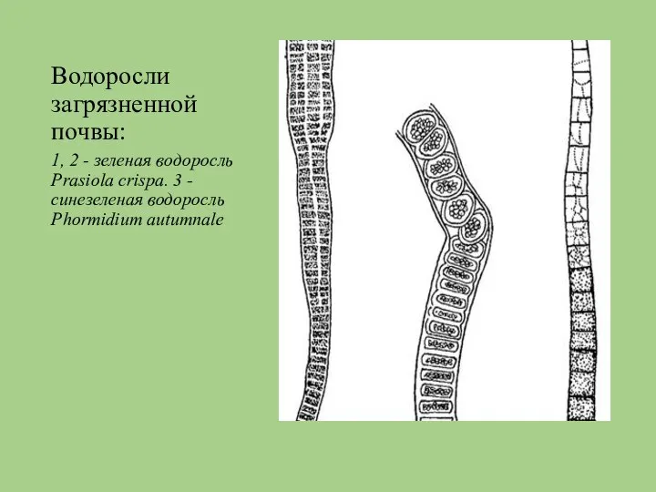 Водоросли загрязненной почвы: 1, 2 - зеленая водоросль Prasiola сrispa. 3 - синезеленая водоросль Phormidium autumnale