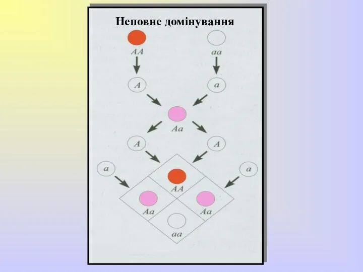 Неповне домінування