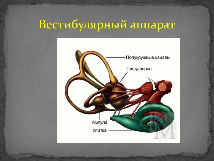 Вестибулярный аппарат