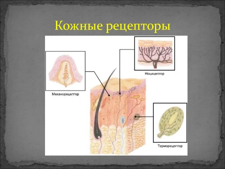 Кожные рецепторы