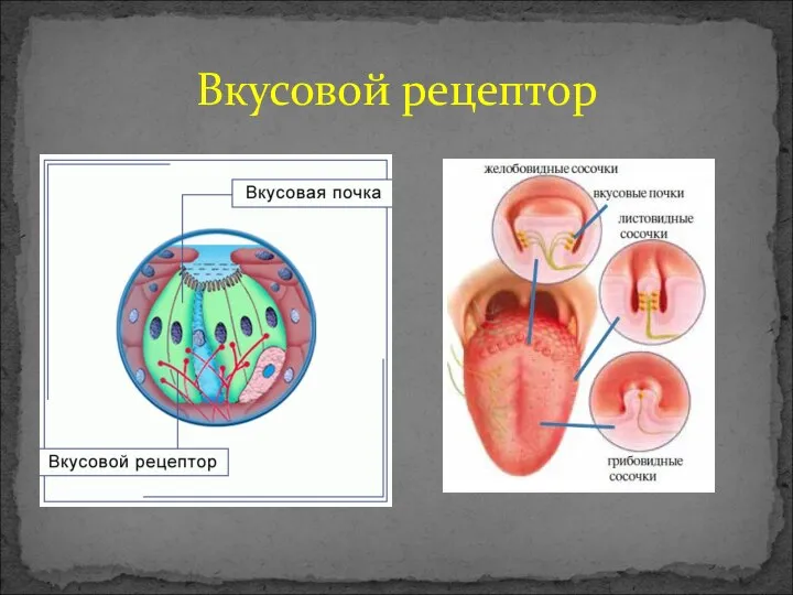 Вкусовой рецептор