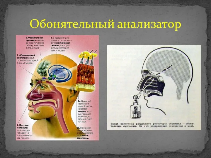 Обонятельный анализатор