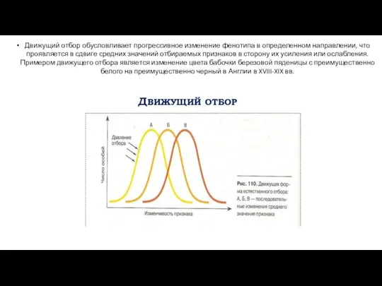 Движущий отбор обусловливает прогрессивное изменение фенотипа в определенном направлении, что проявляется