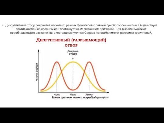 Дизруптивный отбор сохраняет несколько разных фенотипов с равной приспособленностью. Он действует