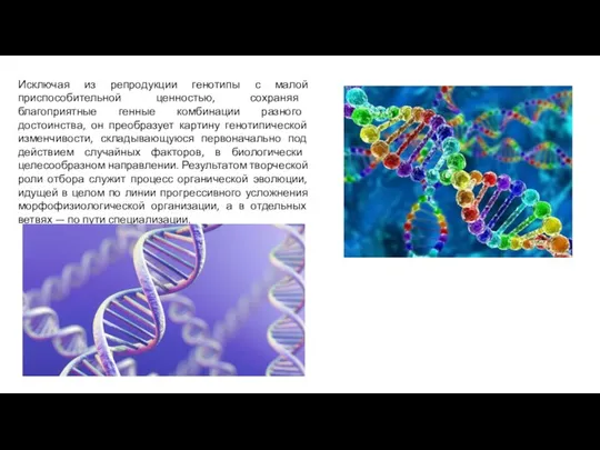 Исключая из репродукции генотипы с малой приспособительной ценностью, сохраняя благоприятные генные