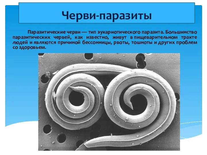 Черви-паразиты Паразитические черви — тип эукариотического паразита. Большинство паразитических червей, как