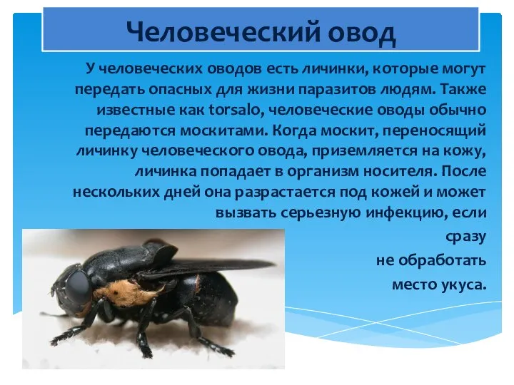 Человеческий овод У человеческих оводов есть личинки, которые могут передать опасных