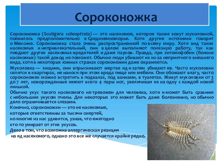 Сороконожка Сороконожка (Scutigera coleoptrata) — это насекомое, которое также зовут мухоловкой,