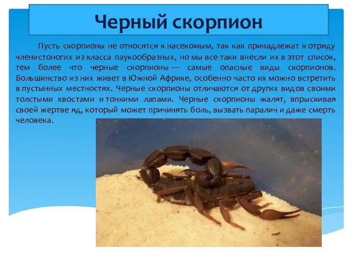 Черный скорпион Пусть скорпионы не относятся к насекомым, так как принадлежат
