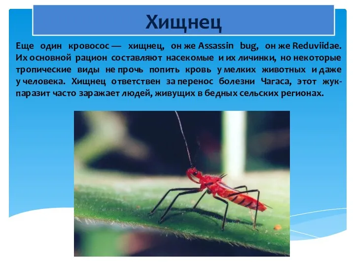 Хищнец Еще один кровосос — хищнец, он же Assassin bug, он