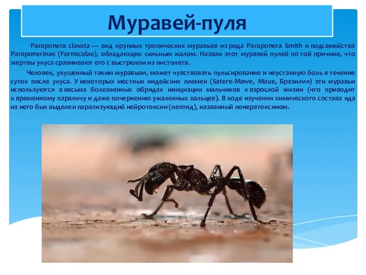 Муравей-пуля Paraponera clavata — вид крупных тропических муравьев из рода Paraponera