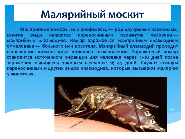 Малярийный москит Малярийные комары, или анофелесы, — род двукрылых насекомых, многие