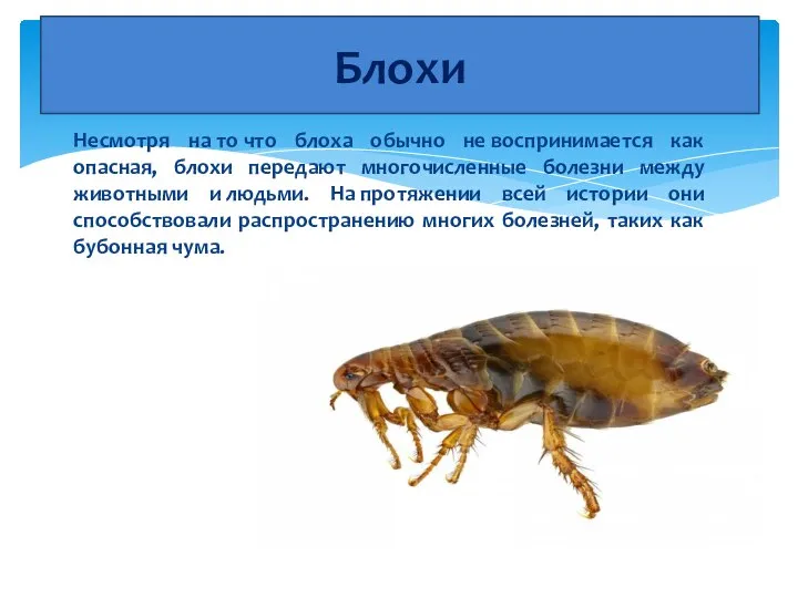 Несмотря на то что блоха обычно не воспринимается как опасная, блохи