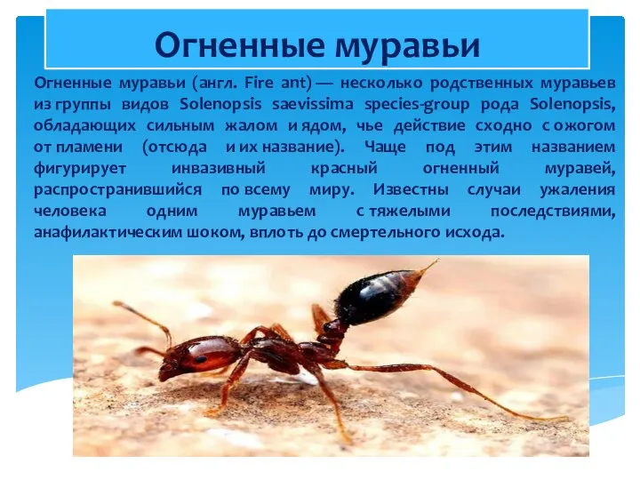 Огненные муравьи Огненные муравьи (англ. Fire ant) — несколько родственных муравьев