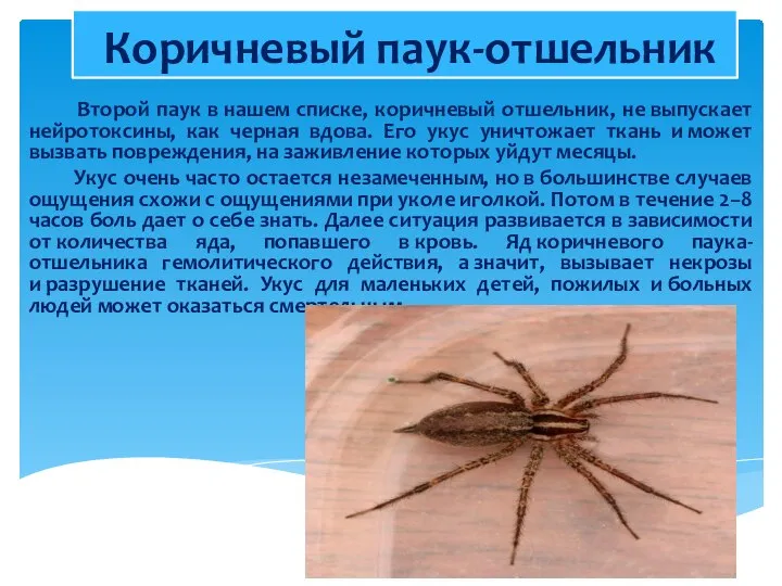 Коричневый паук-отшельник Второй паук в нашем списке, коричневый отшельник, не выпускает