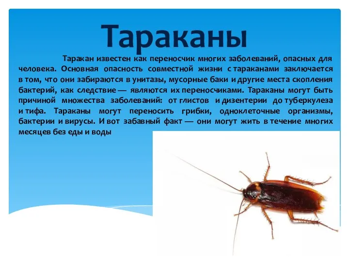Тараканы Таракан известен как переносчик многих заболеваний, опасных для человека. Основная