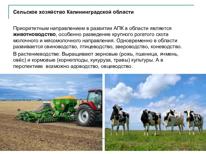 Сельское хозяйство Калининградской области Приоритетным направлением в развитии АПК в области