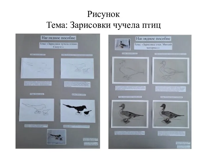 Рисунок Тема: Зарисовки чучела птиц