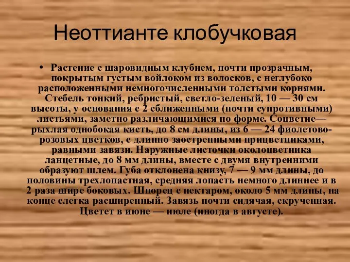 Неоттианте клобучковая Растение с шаровидным клубнем, почти прозрачным, покрытым густым войлоком